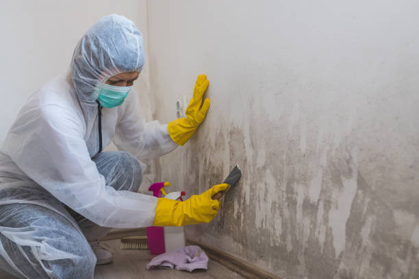 Best Post-Construction Mold Inspection  in Leland, NC