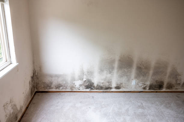 Best Air Quality Testing for Mold Spores  in Leland, NC