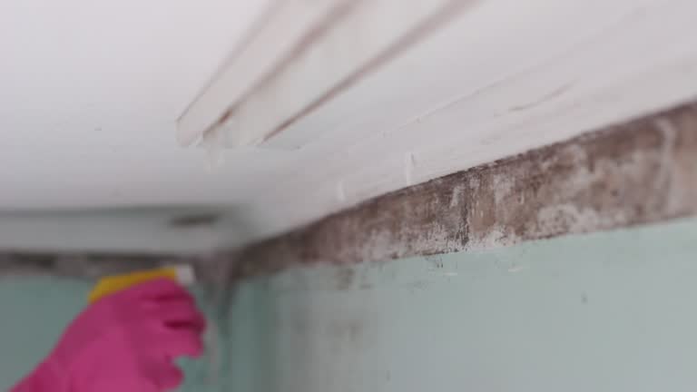 Best Airborne Mold Testing  in Leland, NC